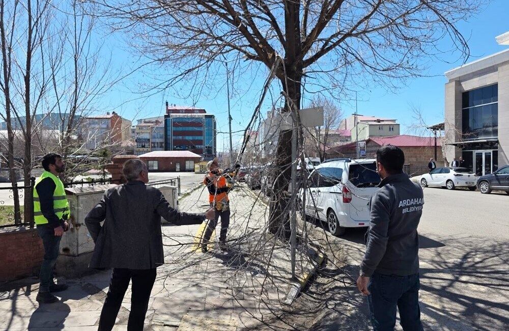 Ardahan Belediyesi, mevsimsel bakım çalışmaları kapsamında ağaç budama işlemlerine hız