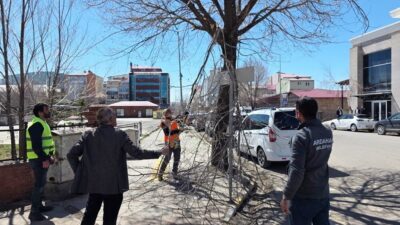 Ardahan Belediyesi, mevsimsel bakım çalışmaları kapsamında ağaç budama işlemlerine hız