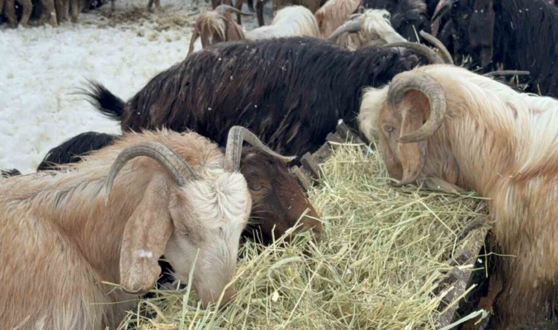 Eskişehir’de geçimini besicilikle sağlayan çift, mayısta yağan kara rağmen gösterdikleri