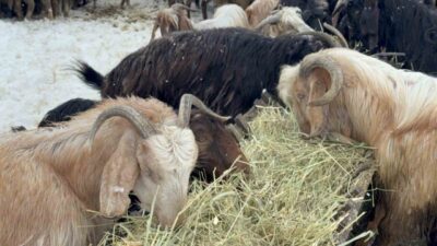 Eskişehir’de geçimini besicilikle sağlayan çift, mayısta yağan kara rağmen gösterdikleri