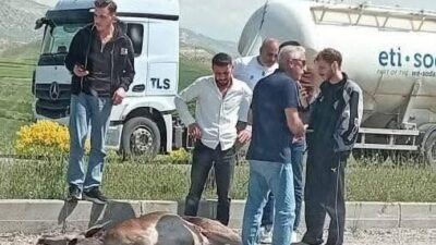 Ankara’nın Beypazarı ilçesinde, otomobilin çarptığı geyik ağır yaralandı. Kaza, Beypazarı