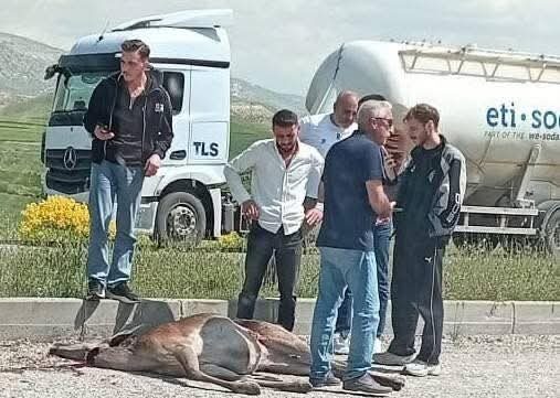 Ankara’nın Beypazarı ilçesinde, otomobilin çarptığı geyik ağır yaralandı. Kaza, Beypazarı