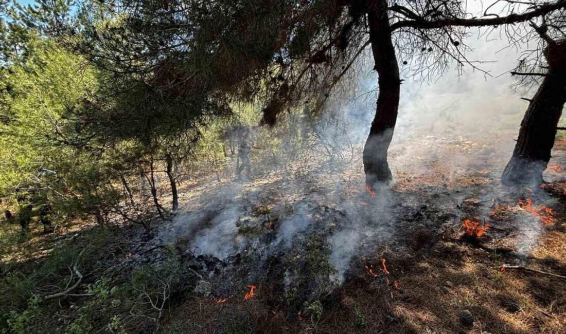 Bilecik’in Osmaneli ilçesinde ormanlık alanda yangın çıktı. Edinilen bilgilere göre,