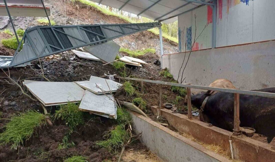 Bilecik’te meydana gelen toprak kaymasında toprak altında kalan 4 büyükbaş