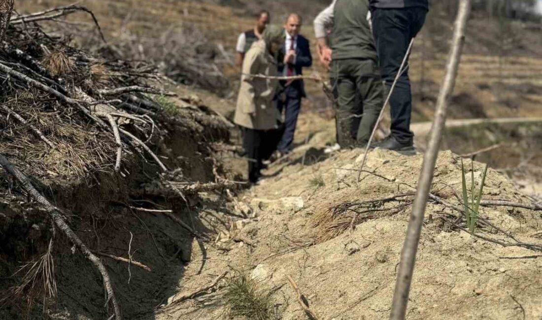 Bilecik’in Gölpazarı ilçesinde yangın sahalarında ağaçlandırma çalışmaları incelendi. Gölpazarı Kaymakamı