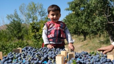 Cimin üzümü üzerine yapılan bilimsel araştırma, üzüm çekirdeğinden elde edilen