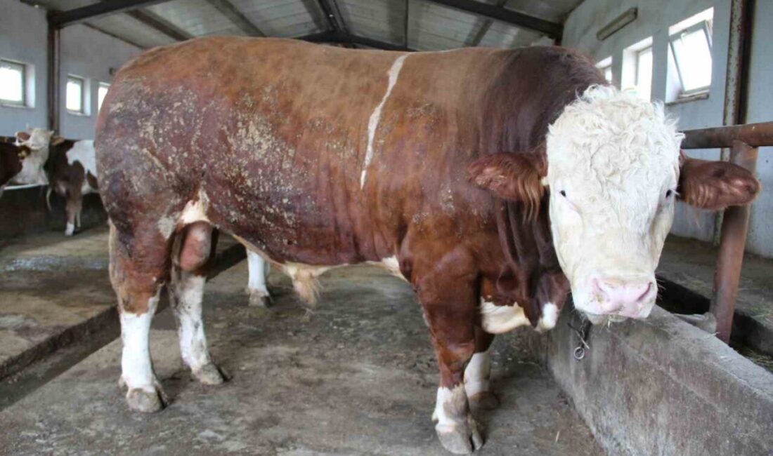 Kurban Bayramı’na sayılı günler kala Bingöl’de pazara çıkarılan 1,5 tonluk