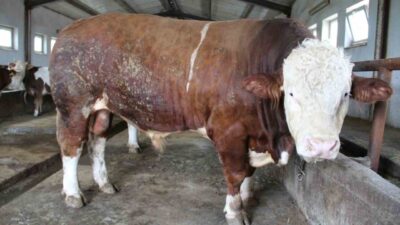 Kurban Bayramı’na sayılı günler kala Bingöl’de pazara çıkarılan 1,5 tonluk