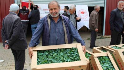 Bingöl’de 570 üreticiye 330 bin sebze fidesi dağıtıldı. Tarım ve