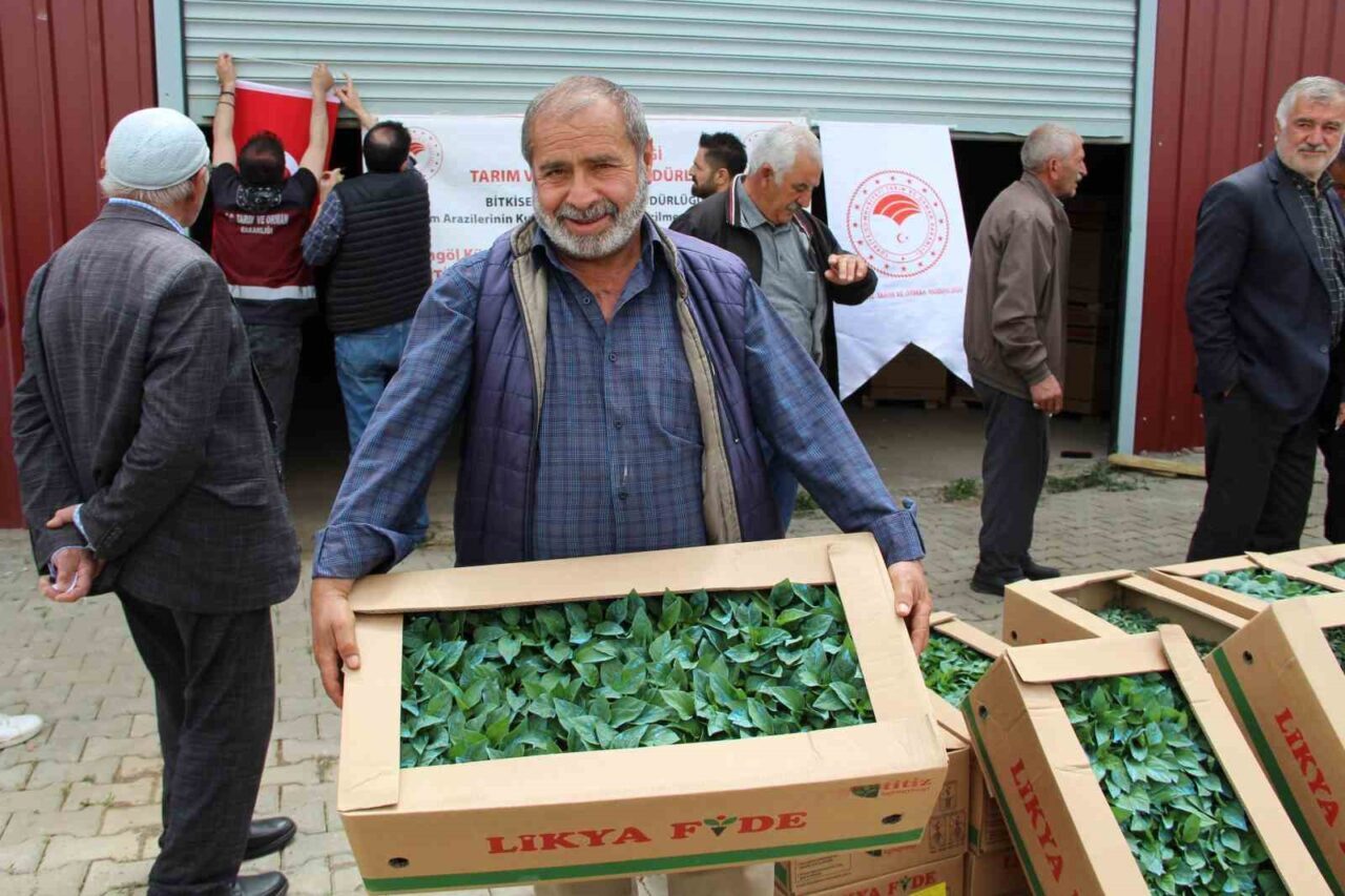 Bingöl’de 570 üreticiye 330 bin sebze fidesi dağıtıldı. Tarım ve