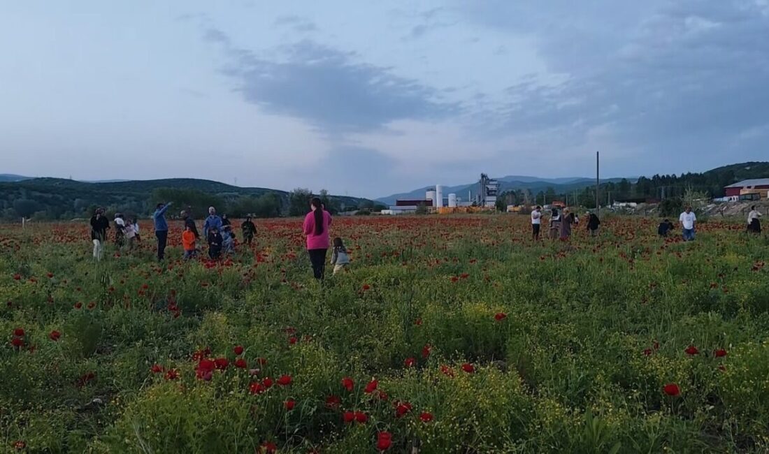 Bingöl’de yol kenarında doğal olarak oluşan gelincik tarlası, Kurban Bayramı