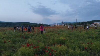 Bingöl’de yol kenarında doğal olarak oluşan gelincik tarlası, Kurban Bayramı