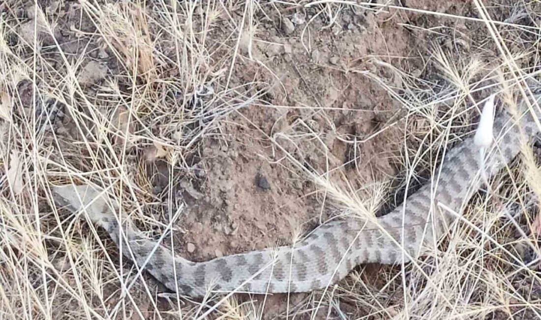Elazığ’da baharın gelmesiyle birlikte kış uykusundan kalkan bir engerek yılanı