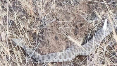Elazığ’da baharın gelmesiyle birlikte kış uykusundan kalkan bir engerek yılanı