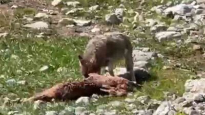 Tunceli’nin Munzur Dağlarında çekilen görüntüler adeta belgeselleri aratmadı. Bir yandan