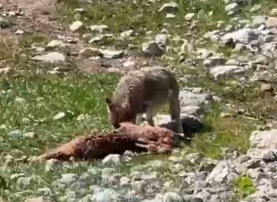 Tunceli’nin Munzur Dağlarında çekilen görüntüler adeta belgeselleri aratmadı. Bir yandan
