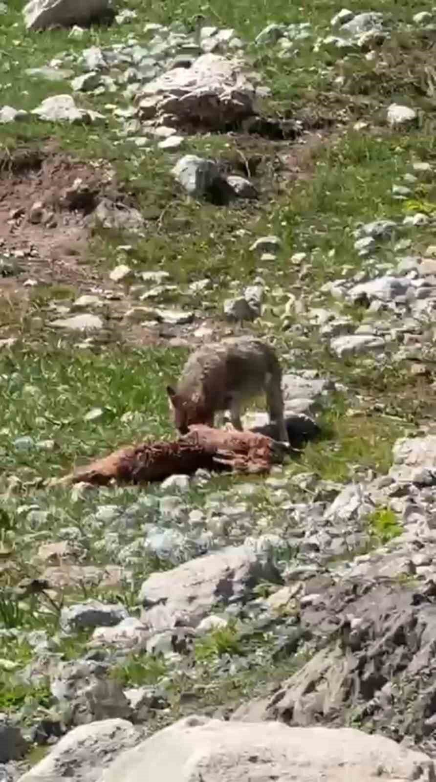 Tunceli’nin Munzur Dağlarında çekilen görüntüler adeta belgeselleri aratmadı. Bir yandan