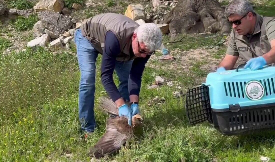 Karabük’ün Safranbolu ilçesinde bitkin halde bulunan kızıl şahin, tedavi ve