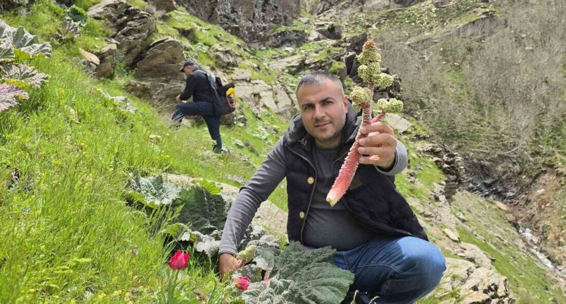 Bitlisliler, bahar mevsimiyle birlikte yüksek rakımlı dağlarda yetişen ve halk