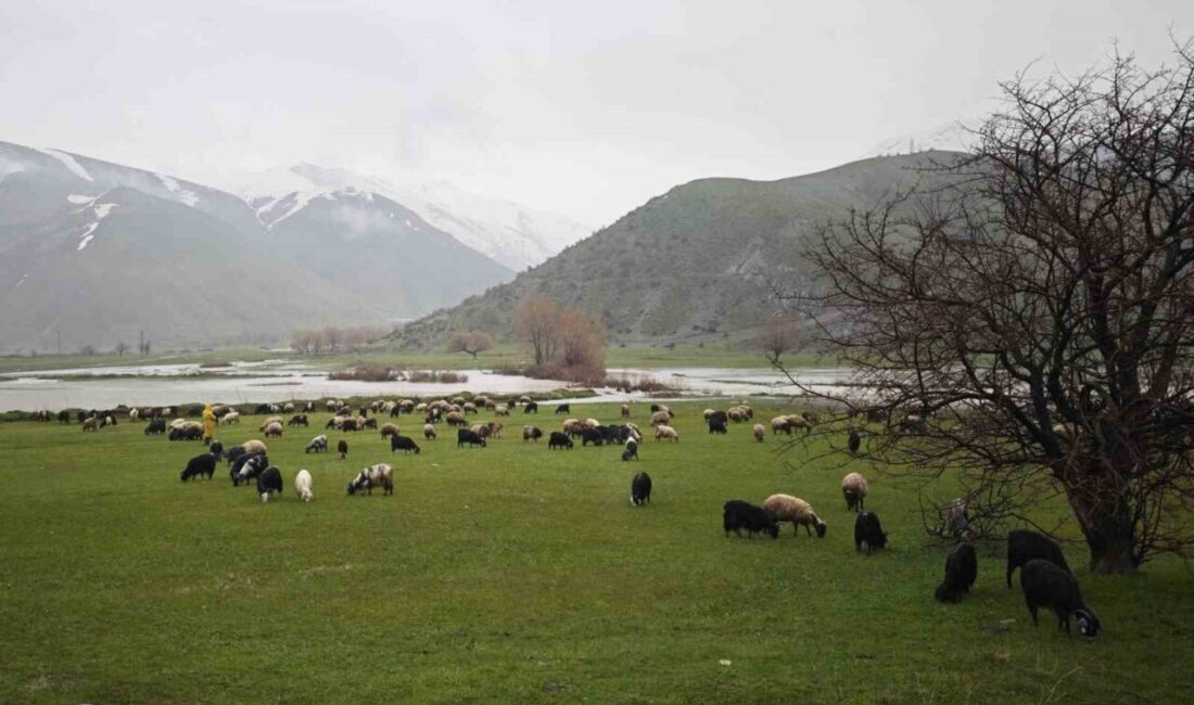 Bitlis’te ilkbahar mevsiminin etkisini göstermesiyle birlikte meralar, dağlar ve ovalar