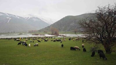 Bitlis’te ilkbahar mevsiminin etkisini göstermesiyle birlikte meralar, dağlar ve ovalar