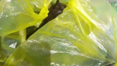 Muğla’nın Bodrum ilçesinde 3 yavru kedi, poşete konulup çöp konteynerine