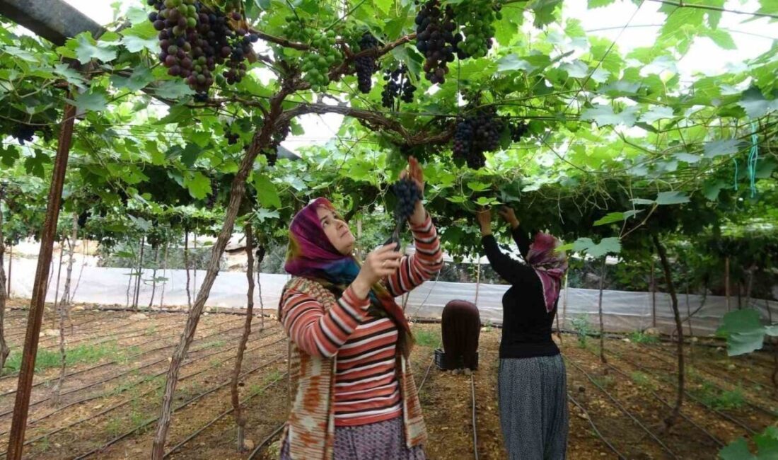 Türkiye’nin turfanda meyve üretimiyle dikkat çeken Mersin’in Erdemli ilçesinde beyaz