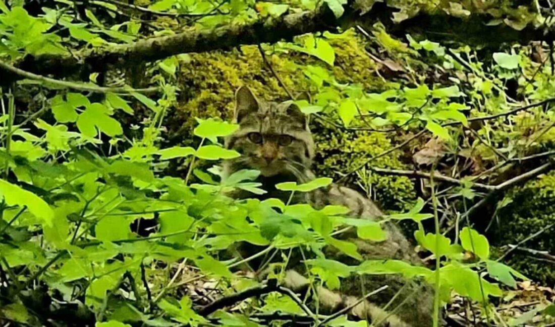 Bolu’da ormanlık alanda gezinen bir yaban kedisi, Doğa Koruma ve