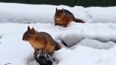 Bolu’da mayıs ayında etkili olan sürpriz kar yağışının ardından beyaz