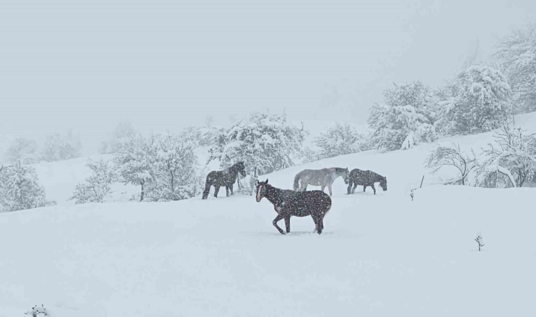 Bolu’nun Mudurnu ilçesinde mayıs ayında etkili olan kar yağışının ardından