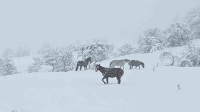 Bolu’nun Mudurnu ilçesinde mayıs ayında etkili olan kar yağışının ardından