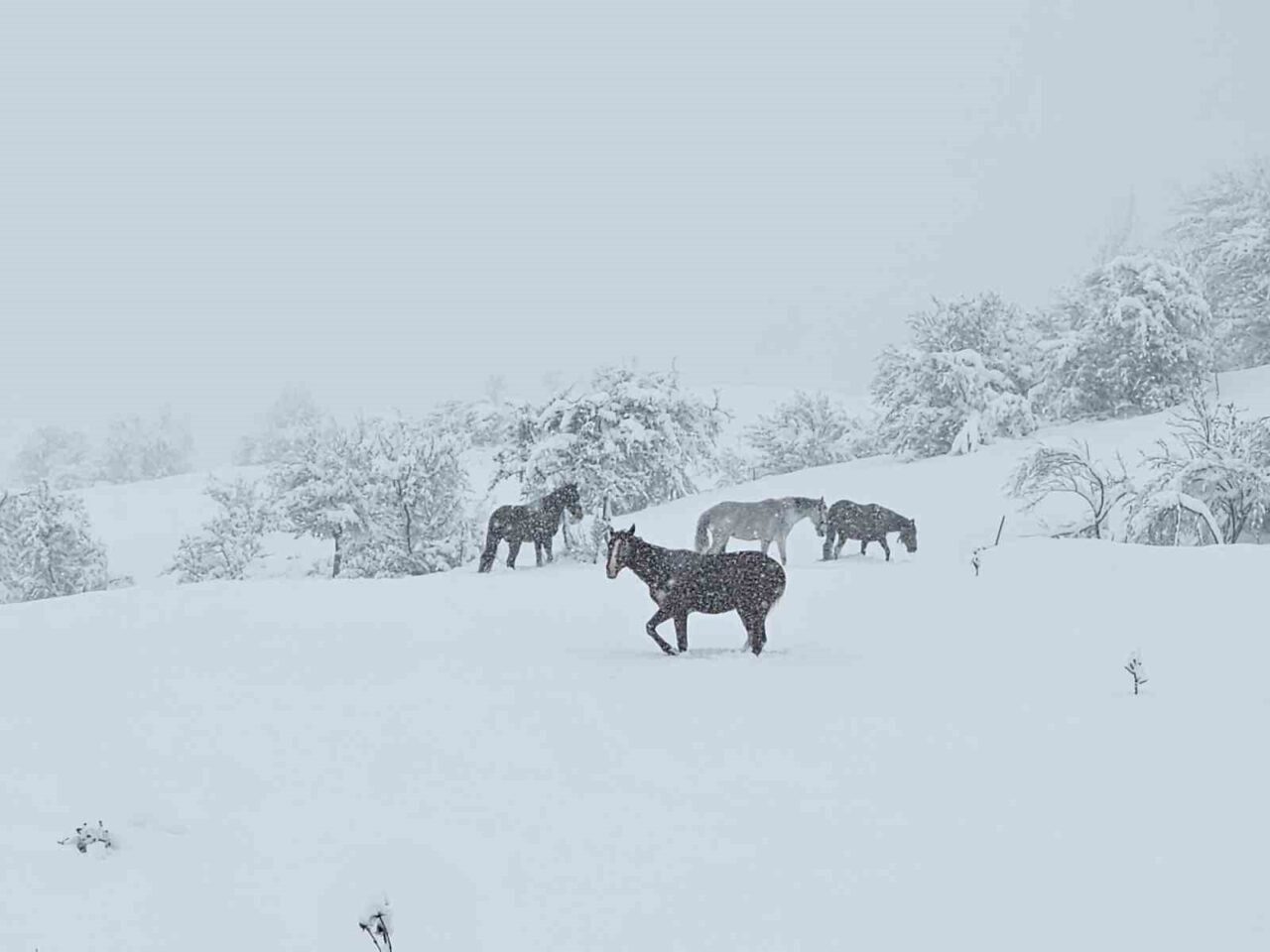 Bolu’nun Mudurnu ilçesinde mayıs ayında etkili olan kar yağışının ardından