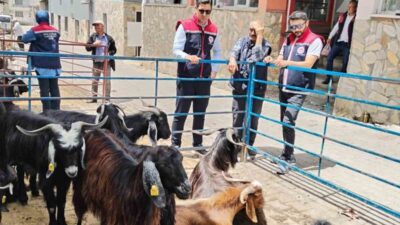 Aydın’ın Bozdoğan ilçesinde yaklaşan Kurban Bayramı öncesinde kurban satış yerlerine