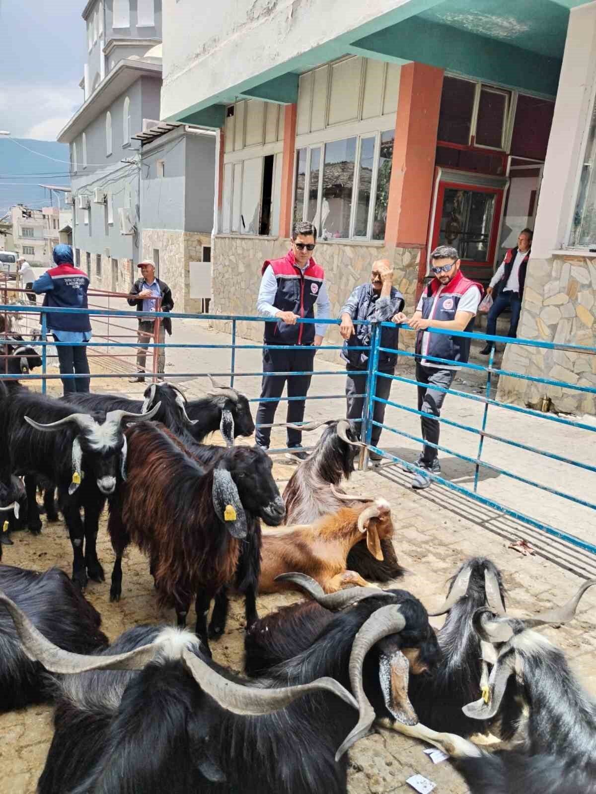 Aydın’ın Bozdoğan ilçesinde yaklaşan Kurban Bayramı öncesinde kurban satış yerlerine