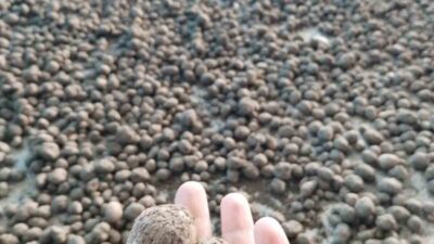 Aydın’ın Bozdoğan ilçesinde salep hasadına yönelik kontroller gerçekleştirildi. Bozdoğan İlçe