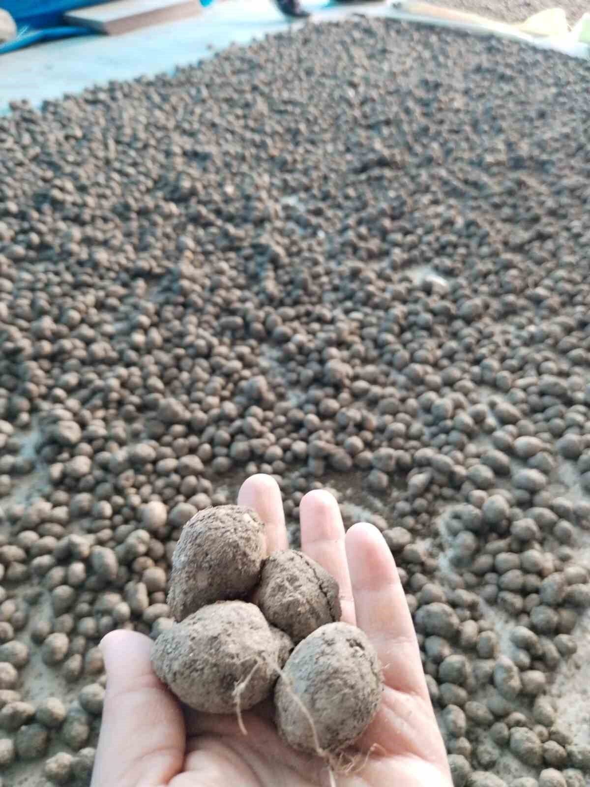 Aydın’ın Bozdoğan ilçesinde salep hasadına yönelik kontroller gerçekleştirildi. Bozdoğan İlçe