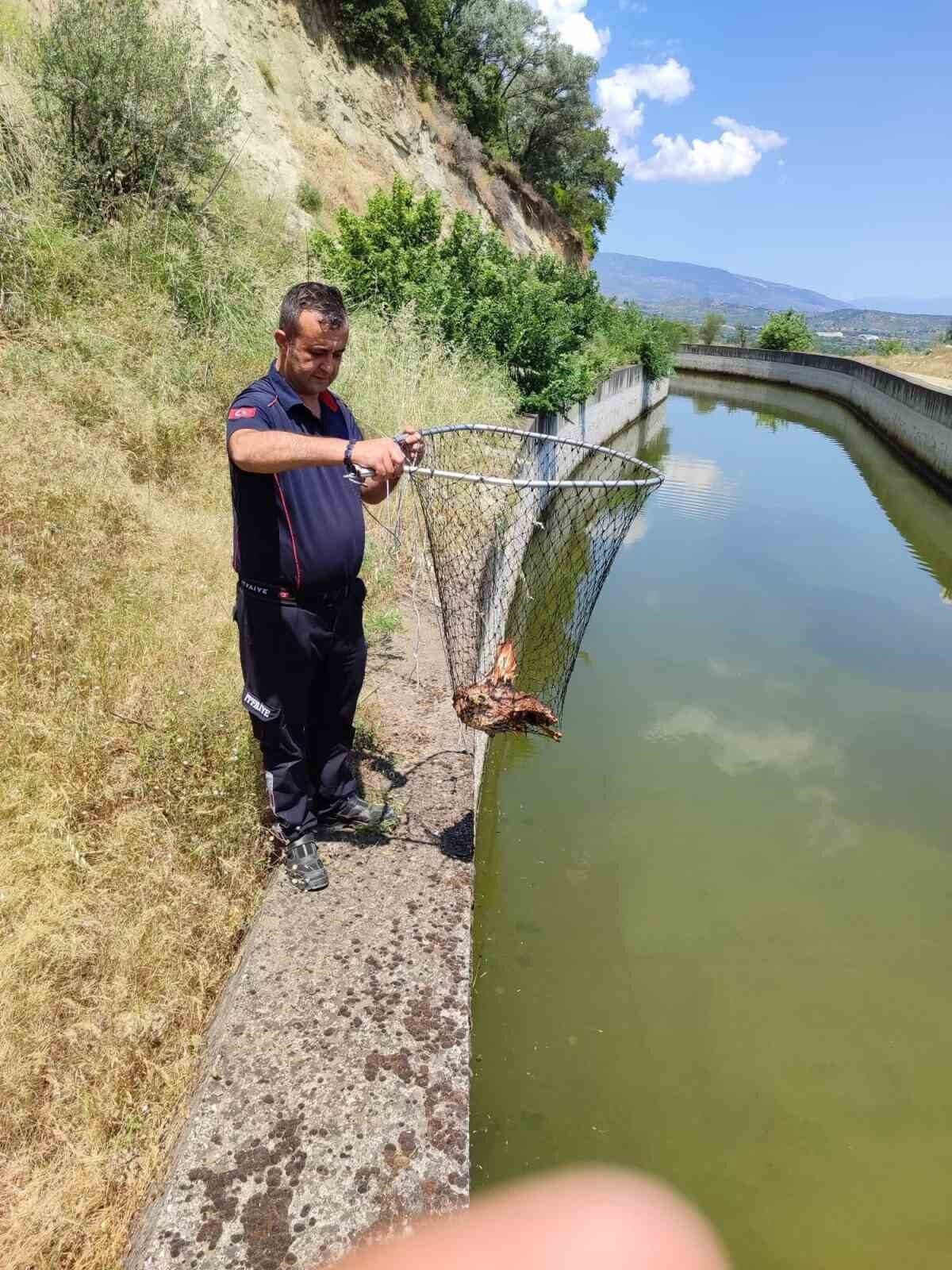 Aydın’ın Bozdoğan ilçesinde sulama kanalına düşen yaralı kartal, Aydın Büyükşehir
