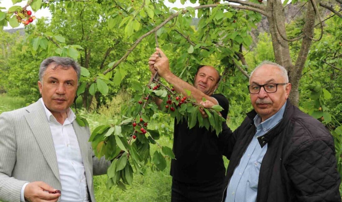 Erzurum’un düşük rakımlı ilçelerinden Oltu’ya bağlı Ayvalı Mahallesi’nde yetişen ve