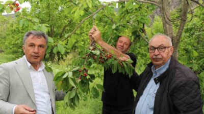 Erzurum’un düşük rakımlı ilçelerinden Oltu’ya bağlı Ayvalı Mahallesi’nde yetişen ve