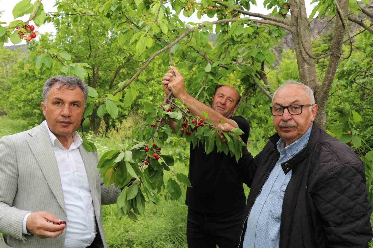 Erzurum’un düşük rakımlı ilçelerinden Oltu’ya bağlı Ayvalı Mahallesi’nde yetişen ve