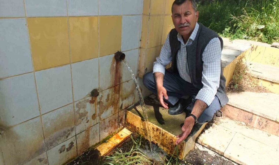 Burhaniye ilçesinde, yağmurlu geçen kışın ardından zeytinde bol ürün umudu