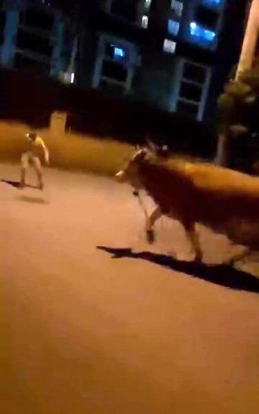 Bursa’da kaçan bir dana mahallede paniğe sebep oldu. Sahibinin elinden