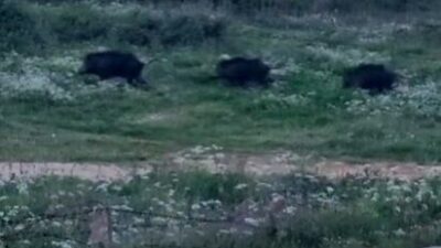 Bursa’nın Orhangazi ilçesinde şehir merkezine çok yakın bir noktada domuz