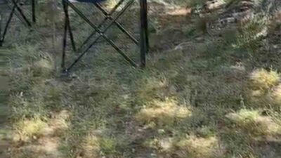 Bursa’nın İznik ilçesinde görülen sarı yılan, vatandaşlar arasında kısa süreli