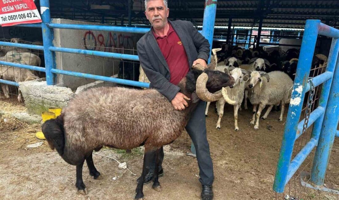 Bursa’nın Yıldırım ilçesinde kurulan İsabey Kurban Pazarı’nda, Kurban Bayramı öncesi