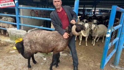 Bursa’nın Yıldırım ilçesinde kurulan İsabey Kurban Pazarı’nda, Kurban Bayramı öncesi