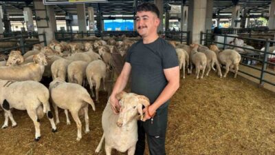 Eskişehir’in Çifteler ilçesinden Bursa’ya getirilen ve burnunun üzerindeki üçüncü boynuzuyla