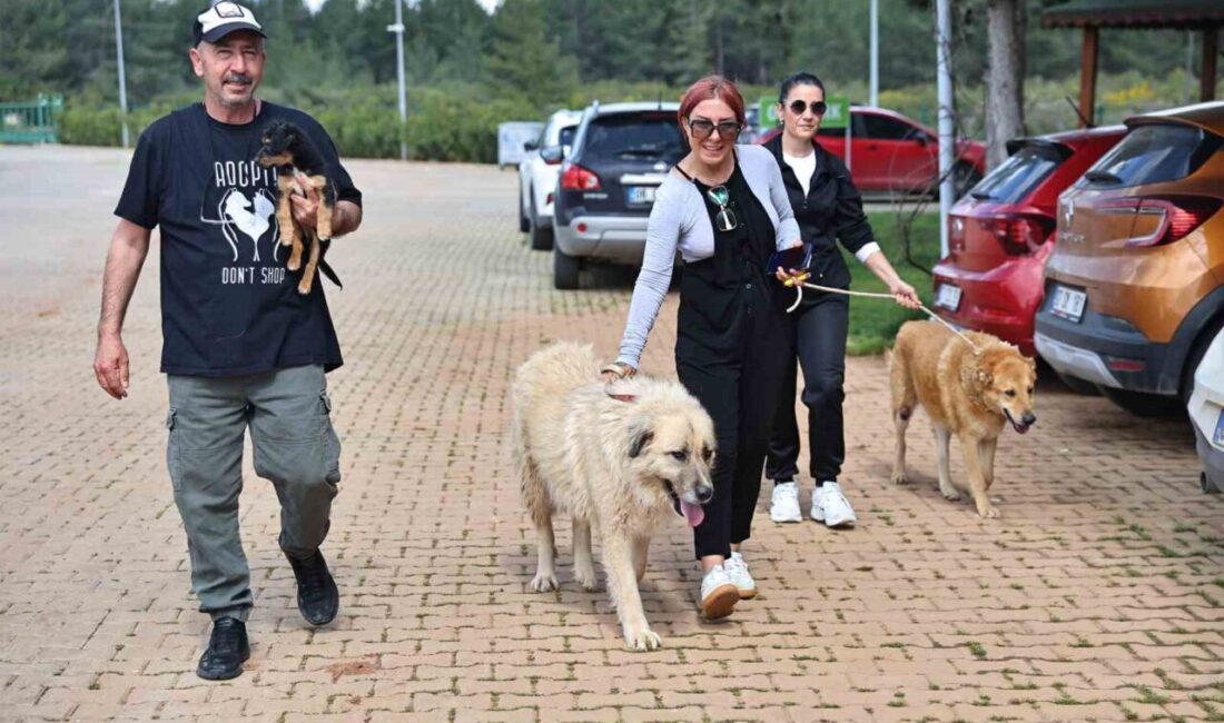 Antalya Büyükşehir Belediyesi Sokak Hayvanları Geçici Bakımevi ve Rehabilitasyon Merkezi’nde