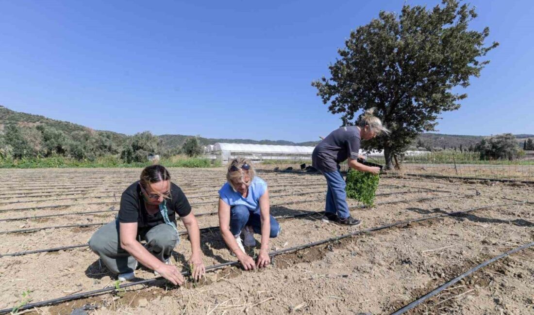 İzmir Büyükşehir Belediyesi’nin desteğiyle Türkiye’nin ilk şekersiz stevia (şeker otu)
