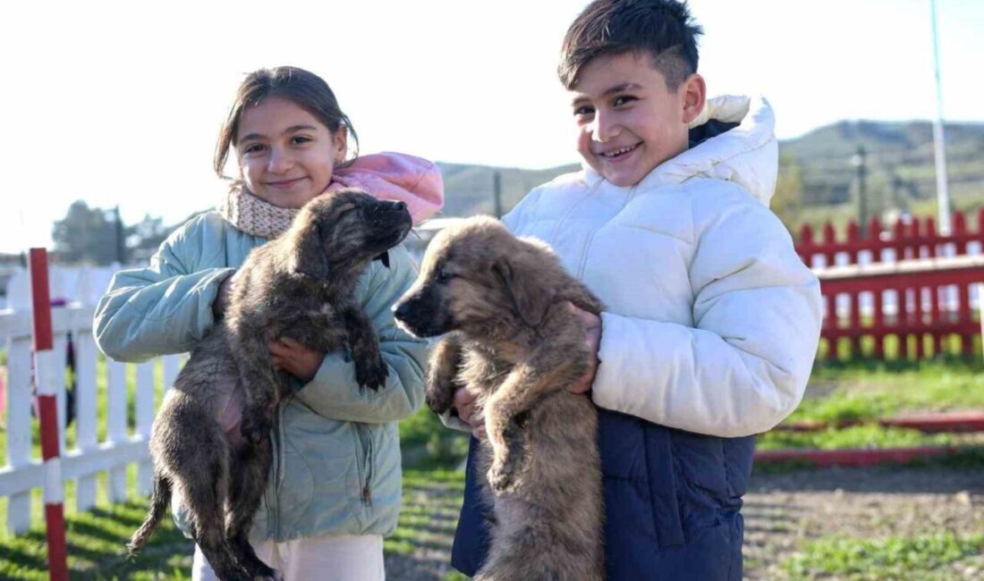 İzmir Büyükşehir Belediyesi, Dikili’de ameliyathaneden doğal yaşam alanlarına, bakım ve